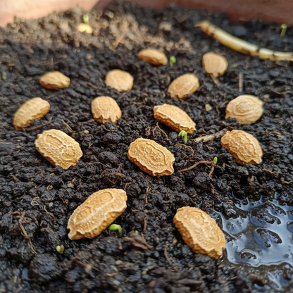 Indian Magara F1 Bitter Melon Seeds – High-Yield Climbing Gourd Seeds for Home Garden