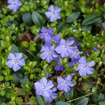 Vinca Minor Seeds – Premium Periwinkle Ground Cover Seeds