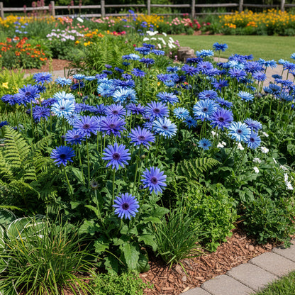 Blue Gerbera Daisy Flower Seeds – Vibrant Perennial Blooms