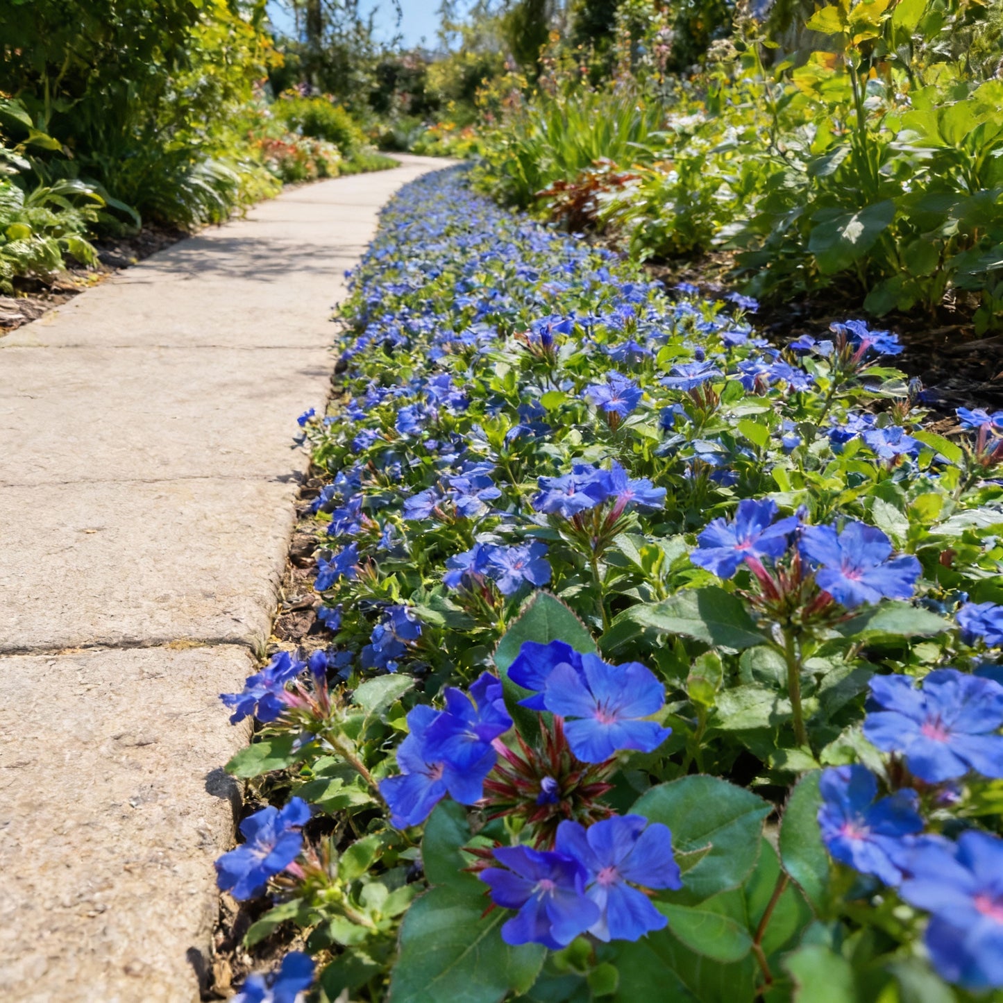 Ceratostigma Plumbaginoides (Blue Leadwort) Flower Seeds – 100 pcs