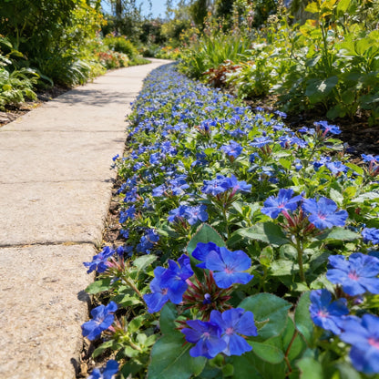 Ceratostigma Plumbaginoides (Blue Leadwort) Flower Seeds – 100 pcs