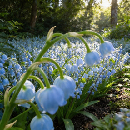 Blue Lily of the Valley Flower Seeds – Rare Elegant Perennial Blooms