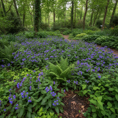 Blue Pulmonaria (Lungwort) Flower Seeds for Planting