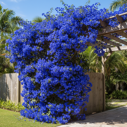 Bougainvillea spectabilis Flower Seeds – Vibrant Climbing Ornamental Blooms (100 Pcs)