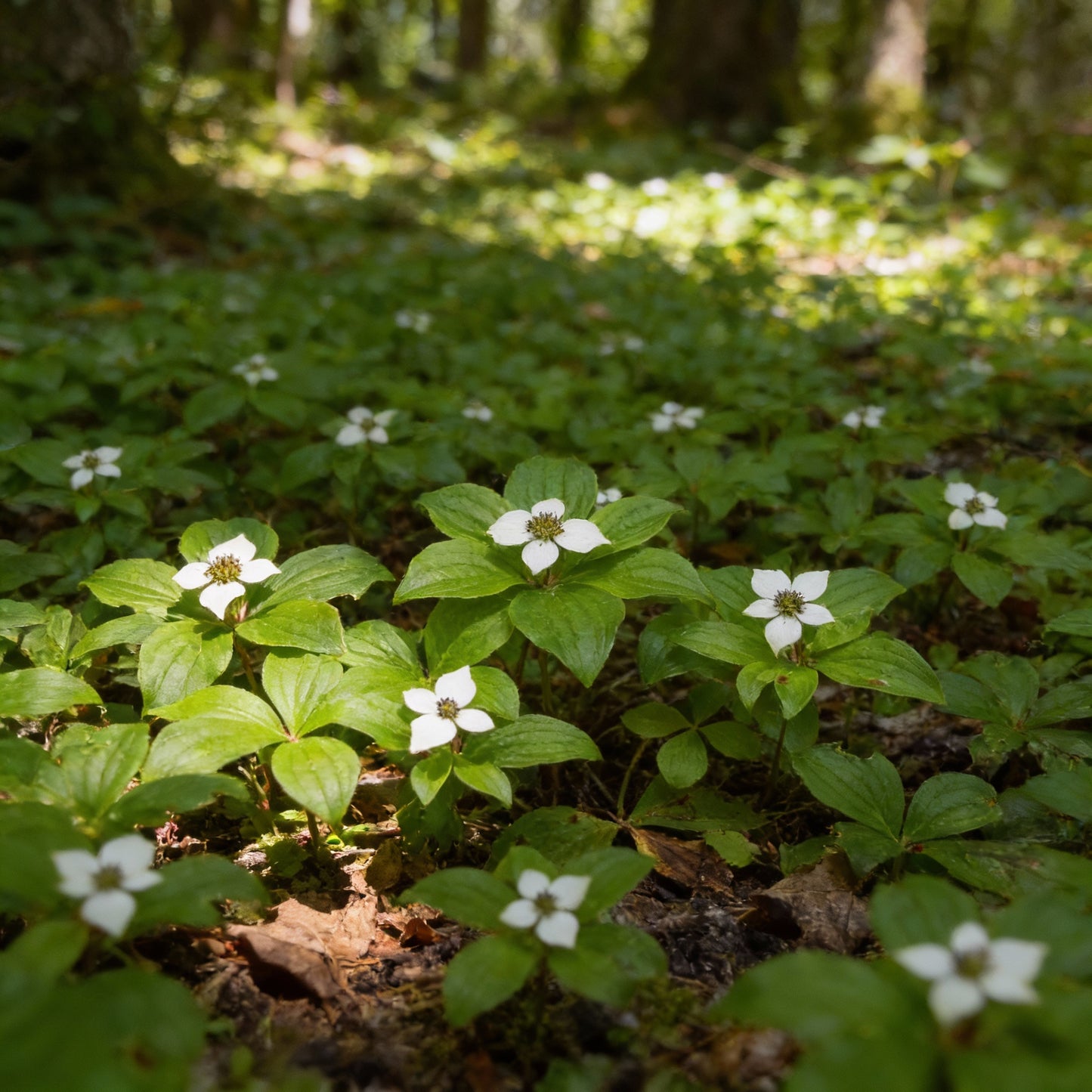 Bunchberry Flower Seeds (Cornus canadensis)
