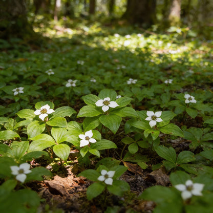 Bunchberry Flower Seeds (Cornus canadensis)