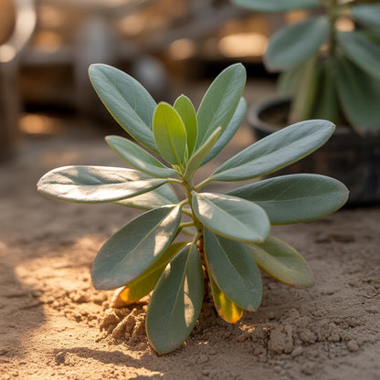 Jojoba Seeds – Simmondsia chinensis Herb Seeds for Planting (100 pcs)