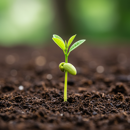 Sapota Fruit Seeds – Sweet Chikoo Tropical Fruit Seeds