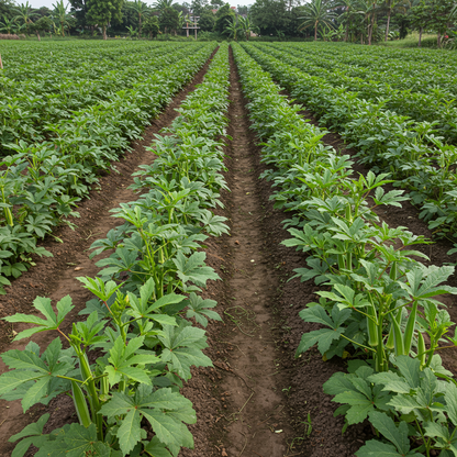 Simpson Okra Seeds – High-Yield Hardy Vegetable Seeds for Home Gardening