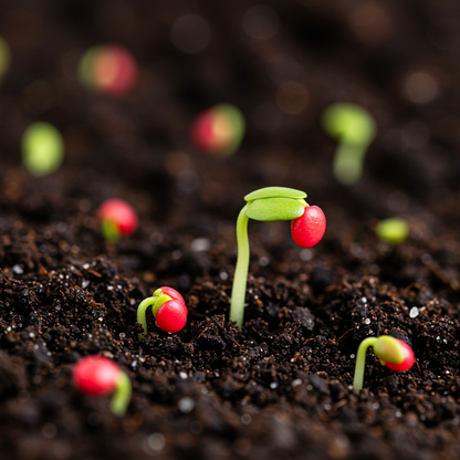 Organic Red Raspberry Seeds – Sweet Edible Berry Plant Seeds