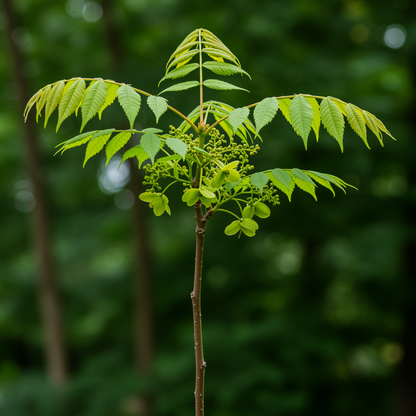 Shagbark Hickory Seeds – Carya ovata Hardy Nut Tree Seeds
