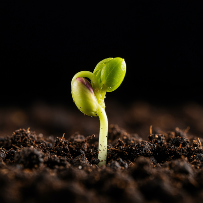 Mixed Grape Fruit Seeds – Grow Assorted Sweet Citrus Fruits