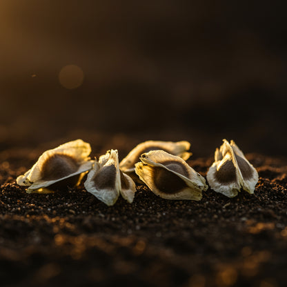 Moringa Plant Seeds – Moringa oleifera Fast-Growing, Nutrient-Rich Seeds