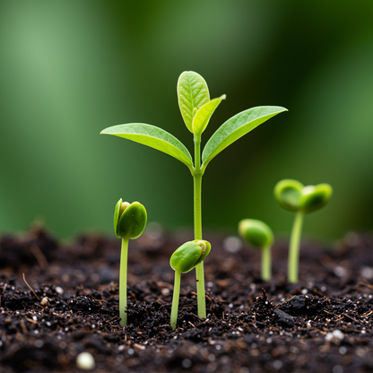 Tropical Pink Guava Seeds – Sweet & Juicy Fruit for Planting