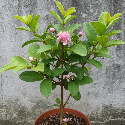 Tropical Pink Guava Seeds – Sweet & Juicy Fruit for Planting