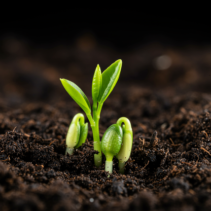 Dwarf Meyer Lemon Seeds – Grow Compact Sweet Citrus Trees at Home