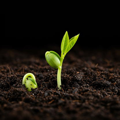 Eureka Lemon Seeds for Planting – Grow Fresh Citrus at Home