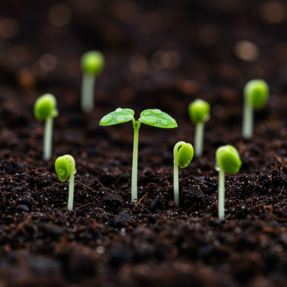 Solo Papaya Seeds – High Yield Sweet Tropical Fruit Seeds