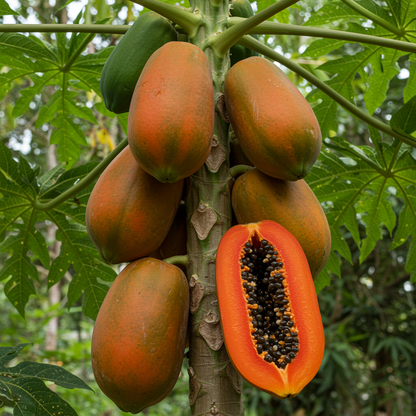 Florida Red Papaya Seeds for Planting – Sweet & Juicy Tropical Fruit