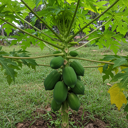 Pusa Nanha Papaya Seeds – Dwarf High Yield Variety