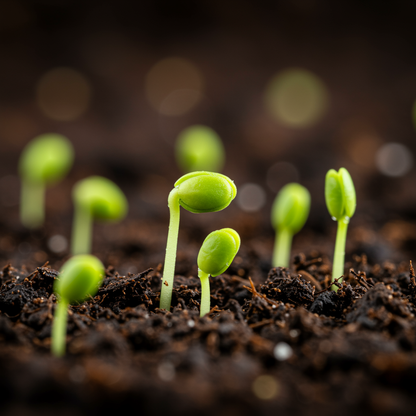 Schisandra chinensis Seeds – Wu Wei Zi (Five-Flavor Berry Vine)