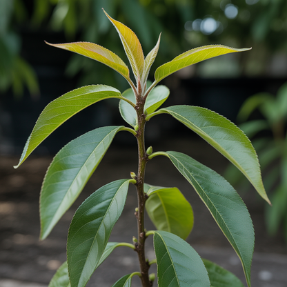 Nemaguard Peach Fruit Seeds – Prunus persica Pink Flower