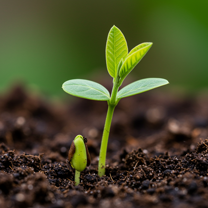 Allahabad Safeda Guava Seeds – Sweet Juicy Tropical Fruit