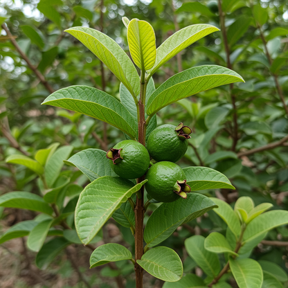 Allahabad Safeda Guava Seeds – Sweet Juicy Tropical Fruit