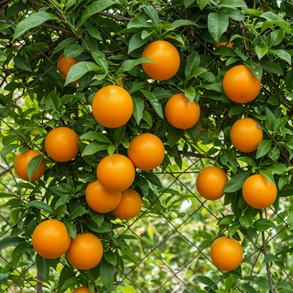 Sweet Granadilla (Passiflora ligularis) Fruit Seeds