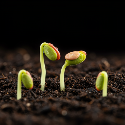 Red Pixwell Gooseberry Fruit Seeds – Hardy Edible Berry Shrub Seeds