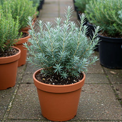 Silvery Blue Foliage Upright Evergreen Shrub Seeds