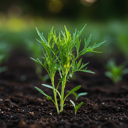 Black Cumin Seeds – Nigella sativa Heirloom Herb & Spice Seeds for Planting