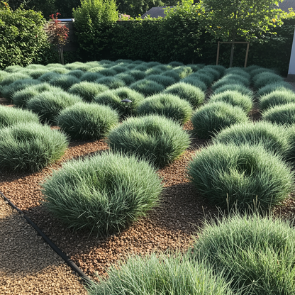 Blue Fescue Ornamental Grass Seeds – Festuca Perennial, Drought-Tolerant Sun or Shade