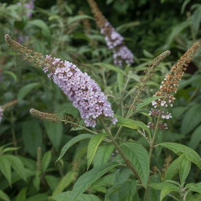 Pink Delight Butterfly Bush Seeds – Buddleja davidii with Vibrant Pink Blooms