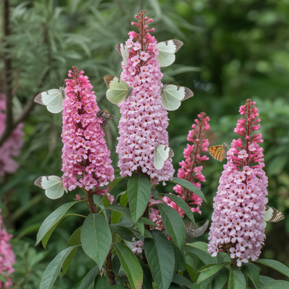 Pink Delight Butterfly Bush Seeds – Buddleja davidii with Vibrant Pink Blooms