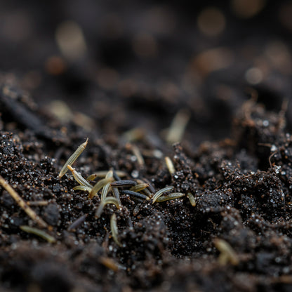 Toothache Herb Seeds – Medicinal & Aromatic Garden Herb