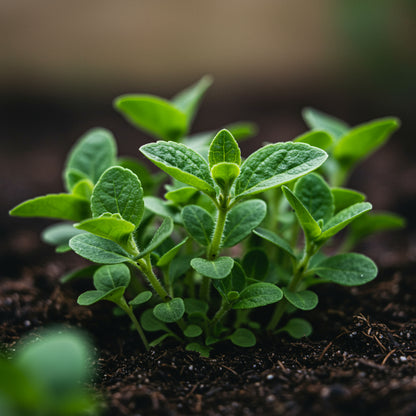 Toothache Herb Seeds – Medicinal & Aromatic Garden Herb