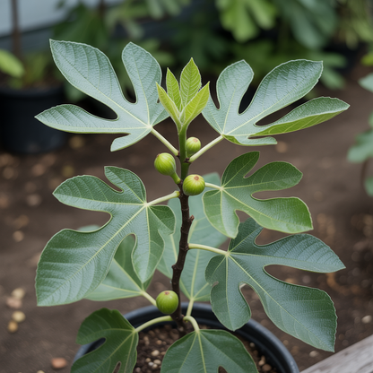 Premium Black Mission Fig Seeds – Non-GMO Sweet Fig Fruit Seeds