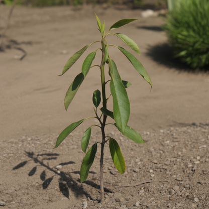 Almond (Badam) Tree Seeds – Grow Nutrient-Rich Almond Fruits at Home