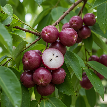 Star Apple Fruit Seeds – Grow Sweet Tropical Star Apples