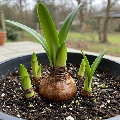 Vibrant Amaryllis Flower Bulbs – Premium Garden Blooms