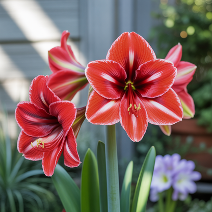 Vibrant Amaryllis Flower Bulbs – Premium Garden Blooms
