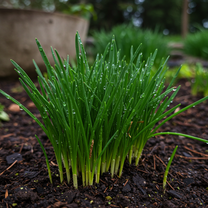 Zephyranthes Flower Bulbs – Rain Lily Perennial Bulbs for Summer Gardens