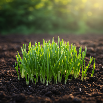 Bellevalia Paradoxa Bulbs for Planting (Pack of 3)