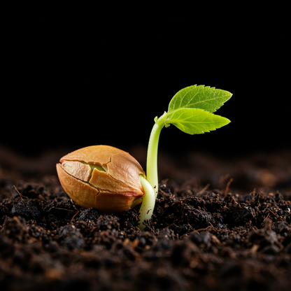 American Plum Seeds – Prunus americana Hardy Fruit Tree Shrub Seeds