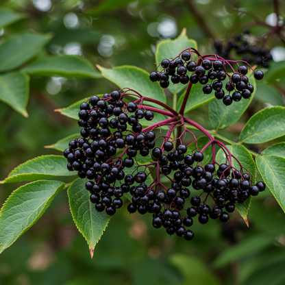 Premium Black Elderberry Seeds – Organic Medicinal Fruit Shrub Seeds