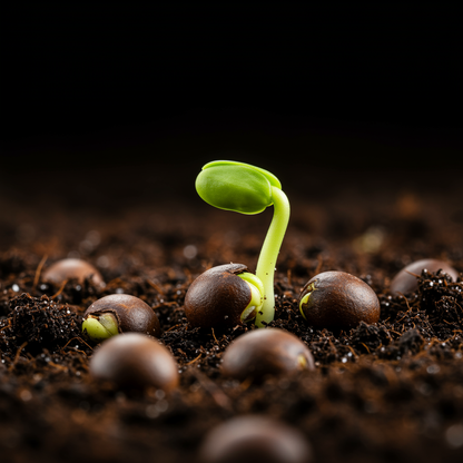 Chiku Fruit Seeds – Sapodilla (Manilkara zapota)
