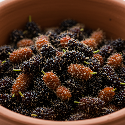 Premium Weeping Mulberry Fruit Seeds – Morus alba ‘Pendula’