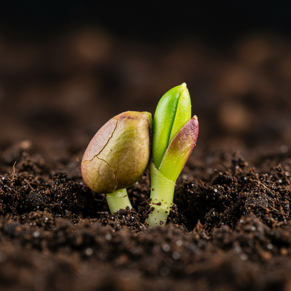 Pistachio Nut Tree Seeds for Planting – Grow Premium Pistachio Nuts