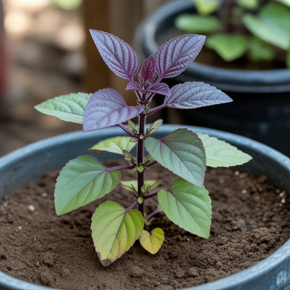 Krishna Tulsi Seeds – Sacred Purple Holy Basil for Home Garden & Herbal Use